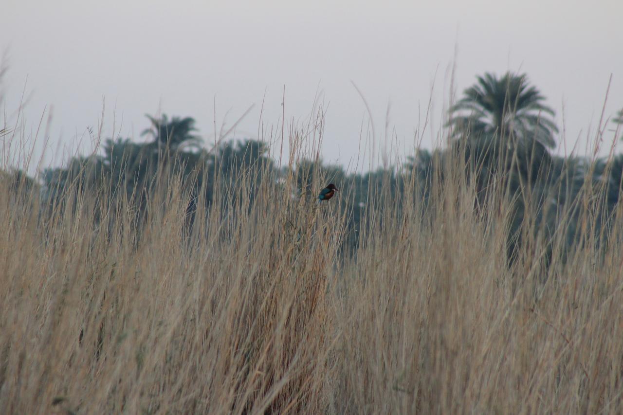 ‘Izbat an Nāmūs Kom El Dikka Agri Lodge מראה חיצוני תמונה